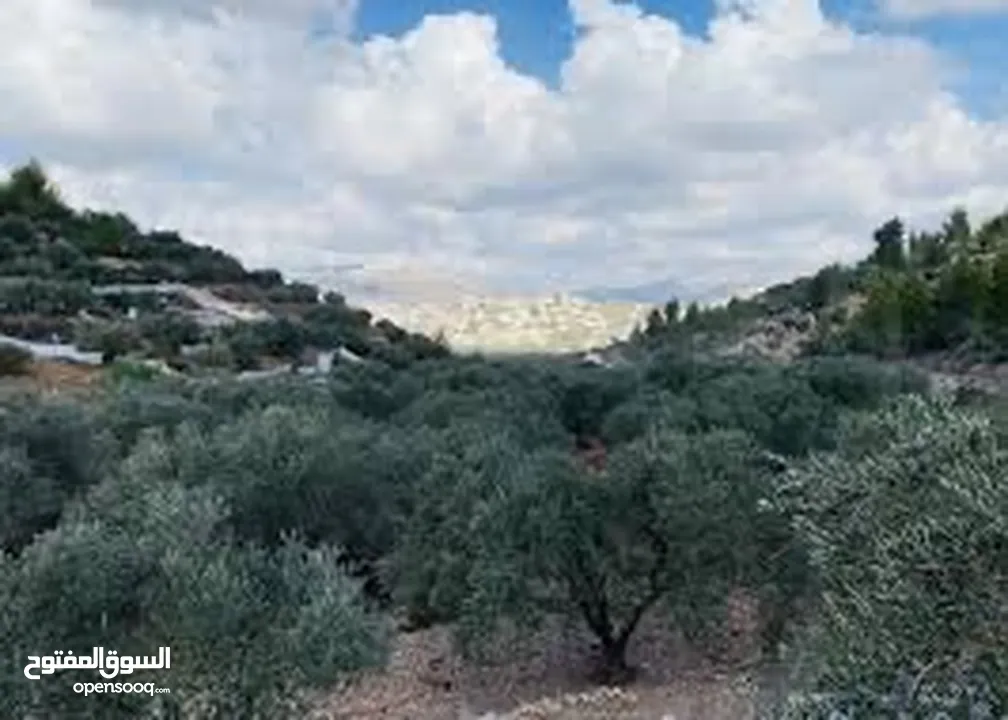 اراضي للبيع  منطقه صالحه للبنى  ملانه زيتون