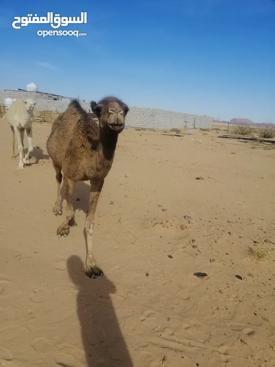 بكره للبيع