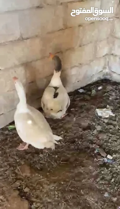 وز ............