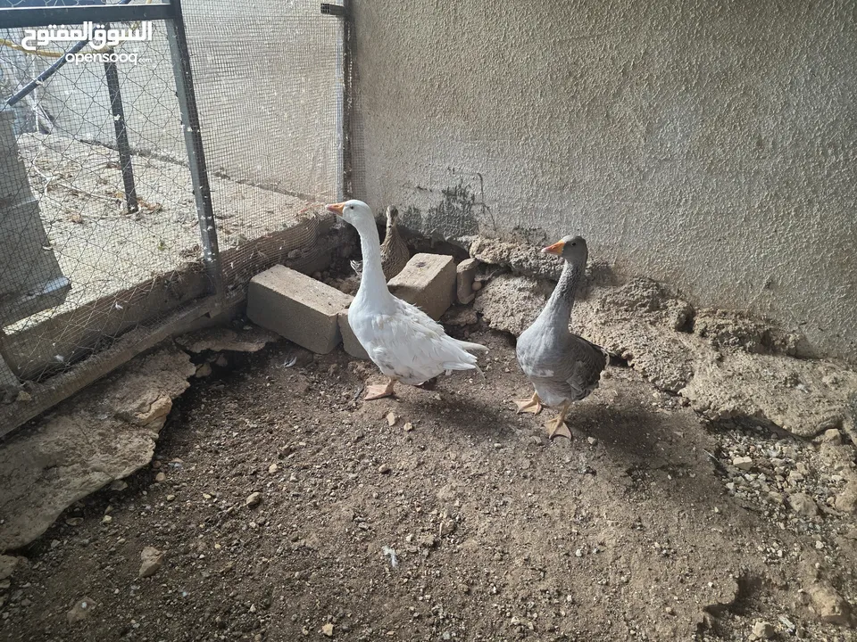 جوز وز شغال للبيع