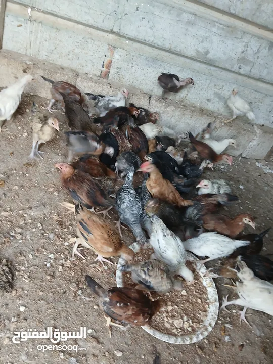 45 حبه بلديات فراخ ترقيد مش فقاسة وعلفهن شعير ونخاله حبات مقنوي صحه ونضافه صلاة النبي