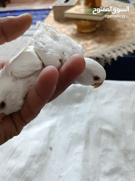 فراخ روز البينو بيور عين حمرا