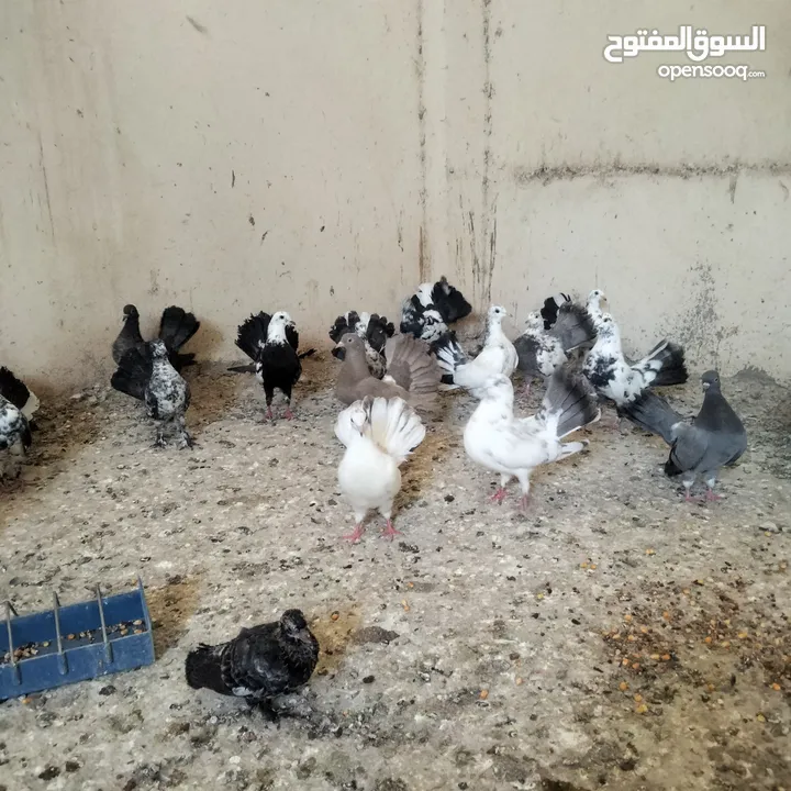 حمام للبيع