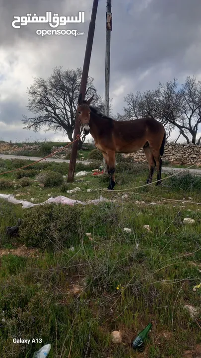 بغله حراثه للبيع افحص بيدك وعاقله جدااا