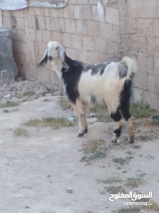 سخله عجميه درار على وجه ميلاد