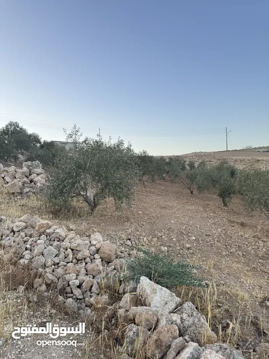 ارض مرتفعه للبيع