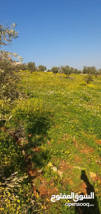 مزرعه زيتون النعيمه حوض وادي القرين مساحة 10431 متر مربع واجهة القطعه جنوبيه شرقيه على شارعين وبيت ز