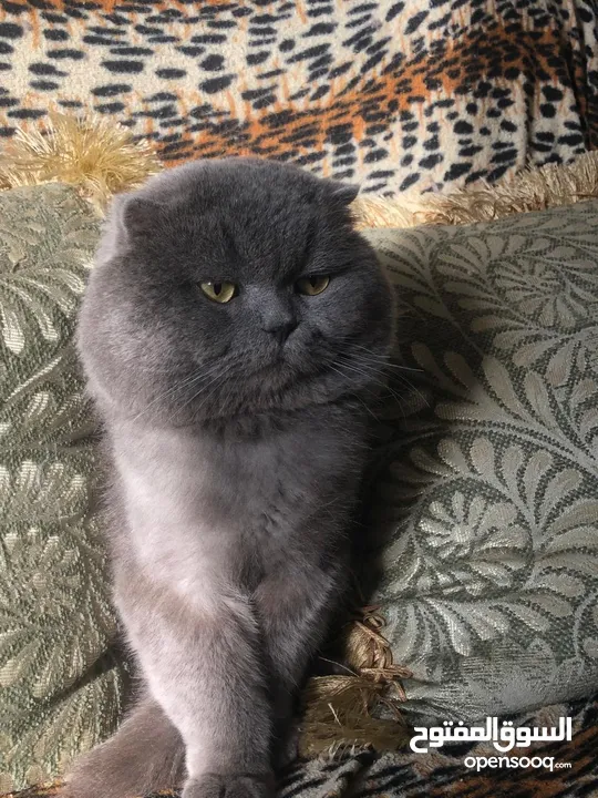 ذكر بريتش للتزاوج