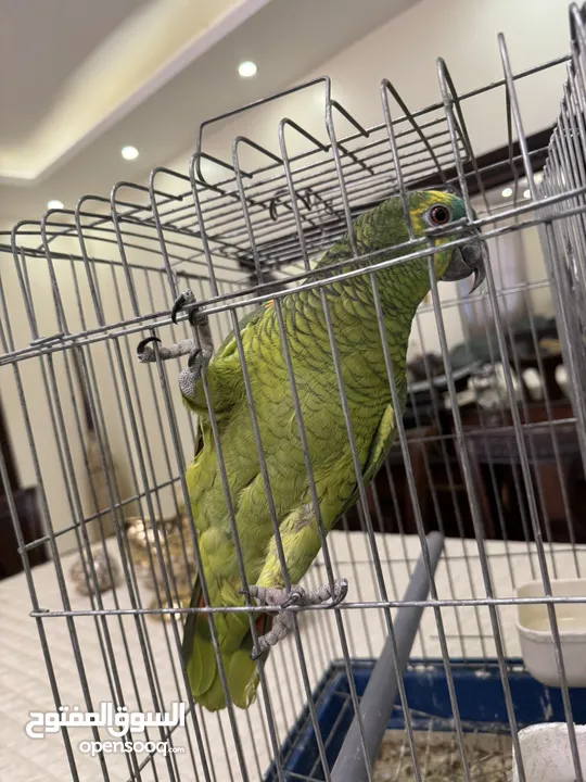 بلوفرنتد من اقوى الحبات بالاردن اليف جدا متكلم قوي سوره الكوثر ، الف صلاه وسلام ، ويه ويه بابا جا