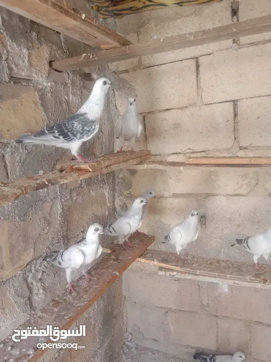 الصلاة على النبي افراخ للبيع في الموقر