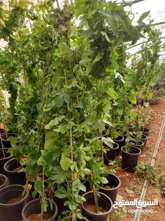 جميع انواع الشجارالمثمره ولزينه
