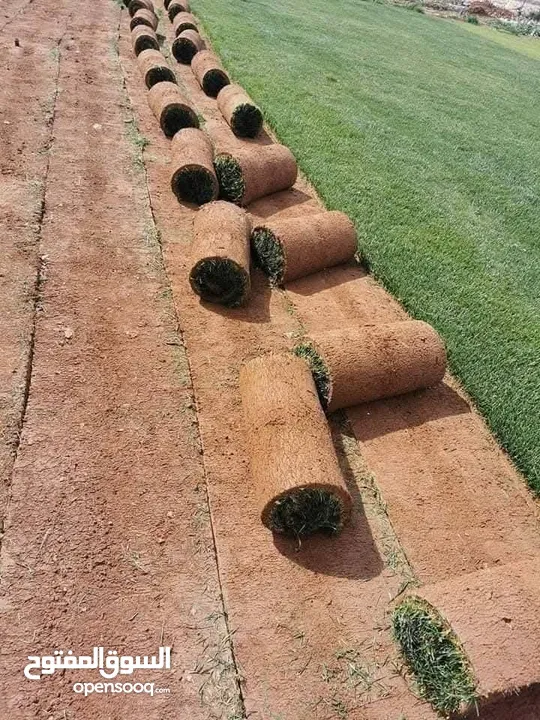 نجيل طبيعي نجيل ديكوندرا
