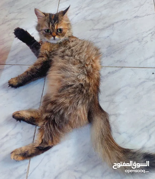 قطة أنثى بيرشان فارسي فصيلة مميزة للتزاوج