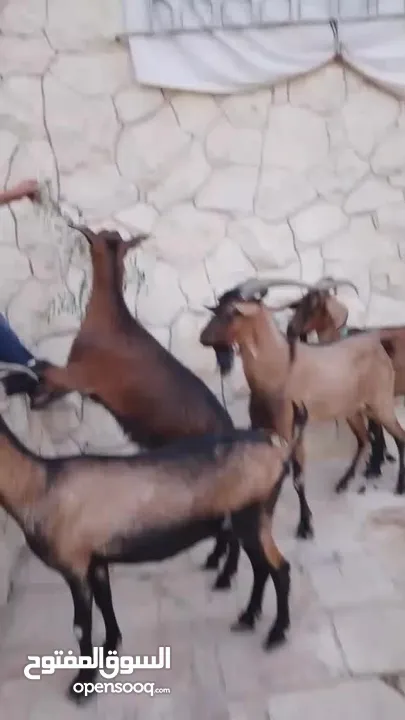 فحل وماعز البينو الاصلي