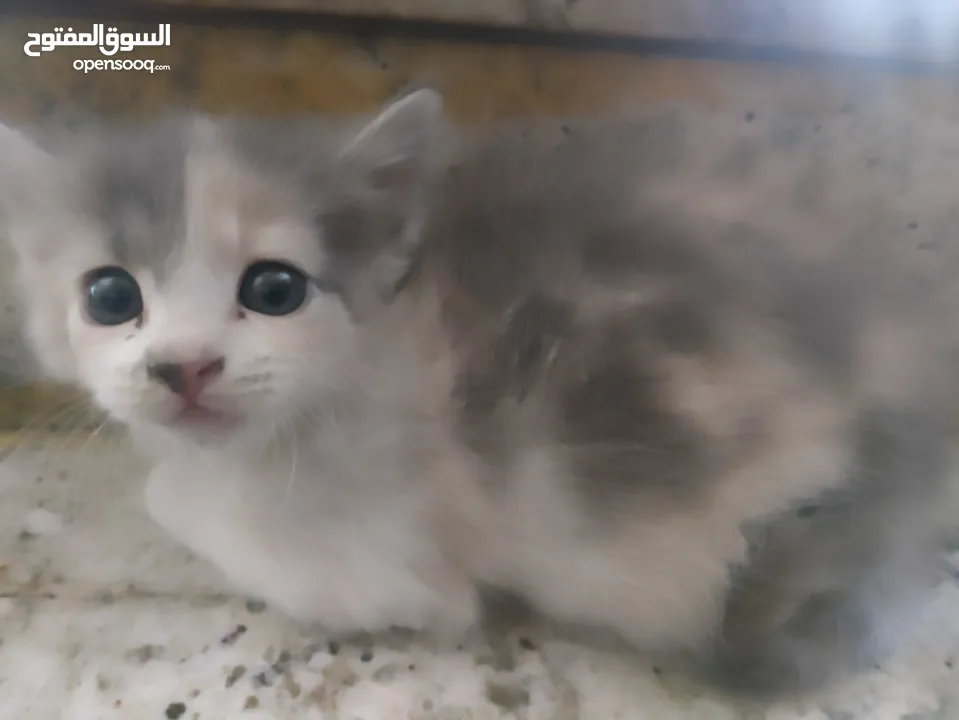 بسة للتبني