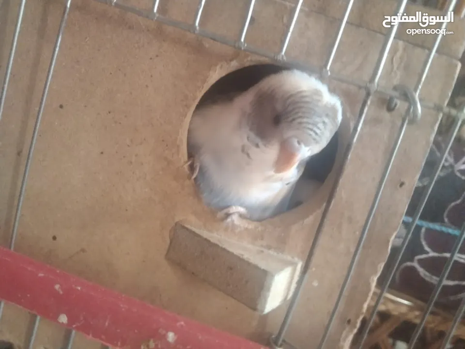 عصافير حب بادجي 2 مع القفص