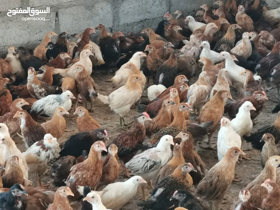 للبيع دجاج محلي عماني