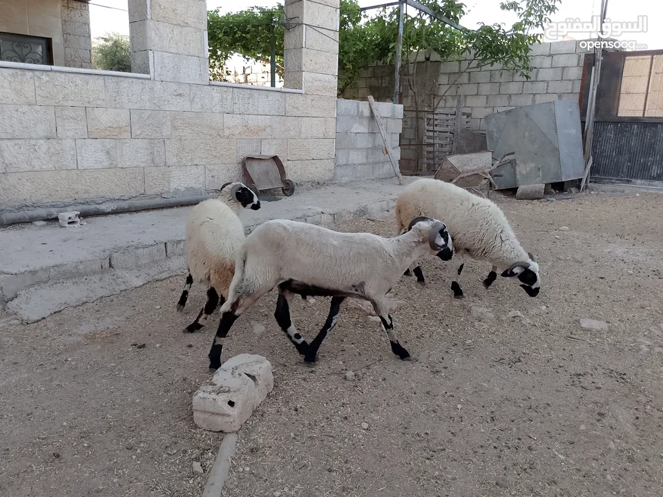 خرفان أضاحي قبرصي للبيع