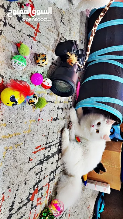 Persian Kitten 6months + All Accessories