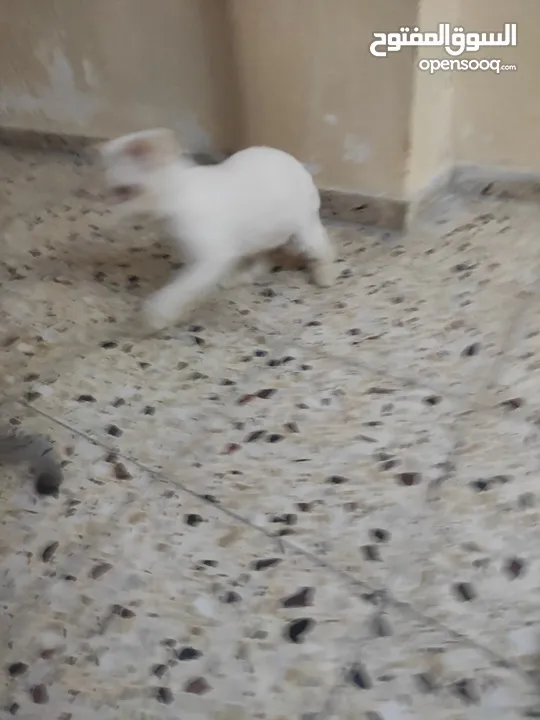 قط سيامي ذكي جداا عمره شهور