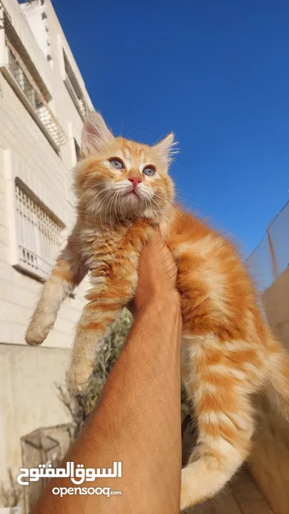 تبني قطشيىازي