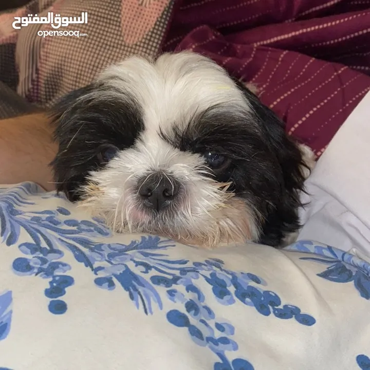 Shihtzu female dog for adoption