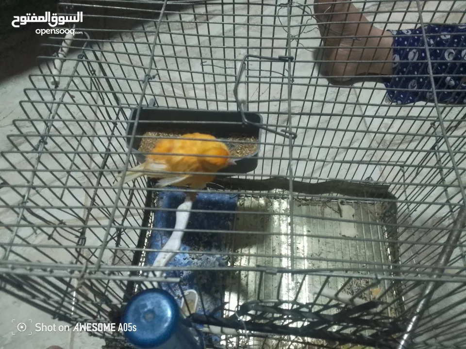 دير عصريه جزريه للبيع