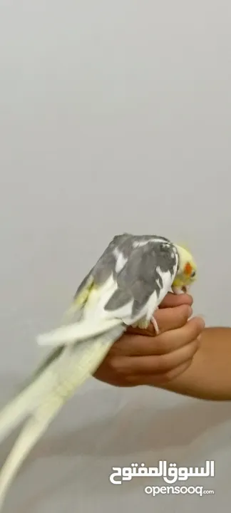 كوكتيل اليف لون رائع للبيع