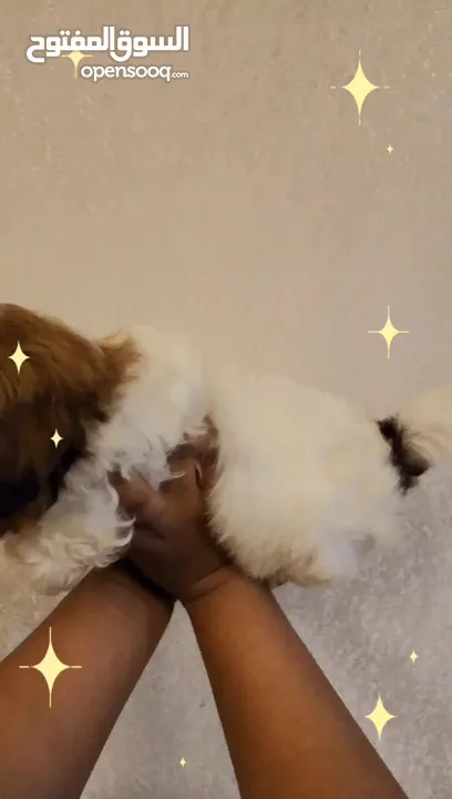 50 Days, Red nosed Pure Shihtzu puppies