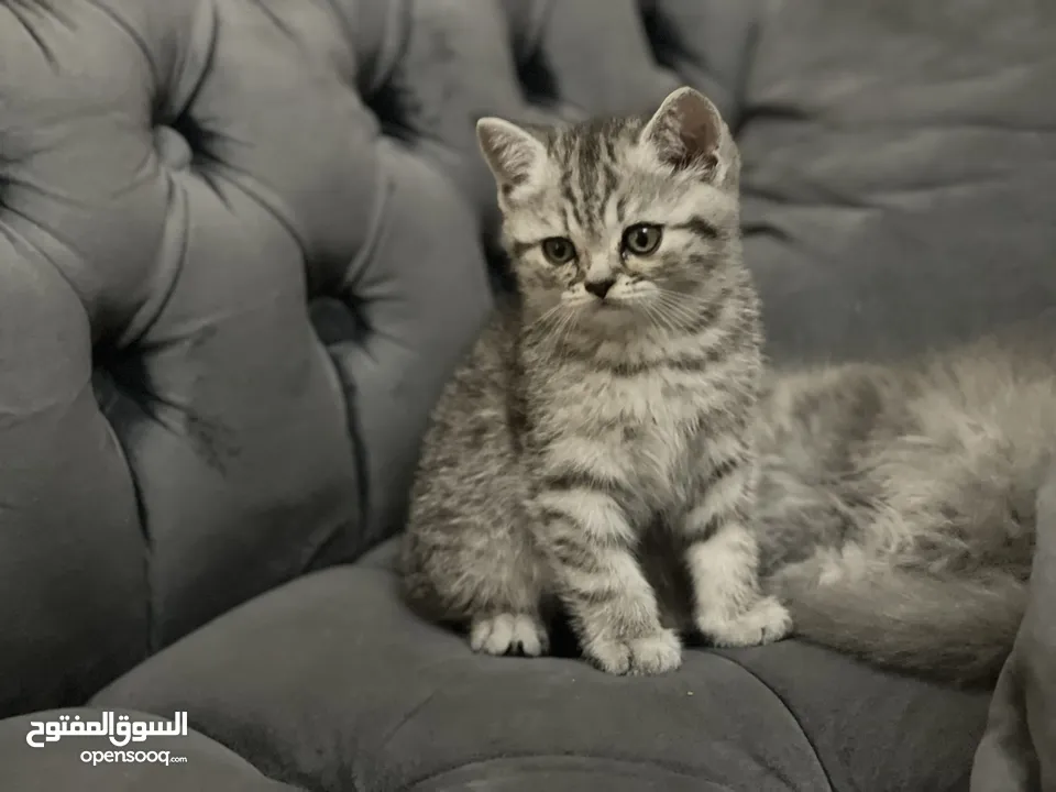 كتن سكوتش فولد و ستريت وام منتجه