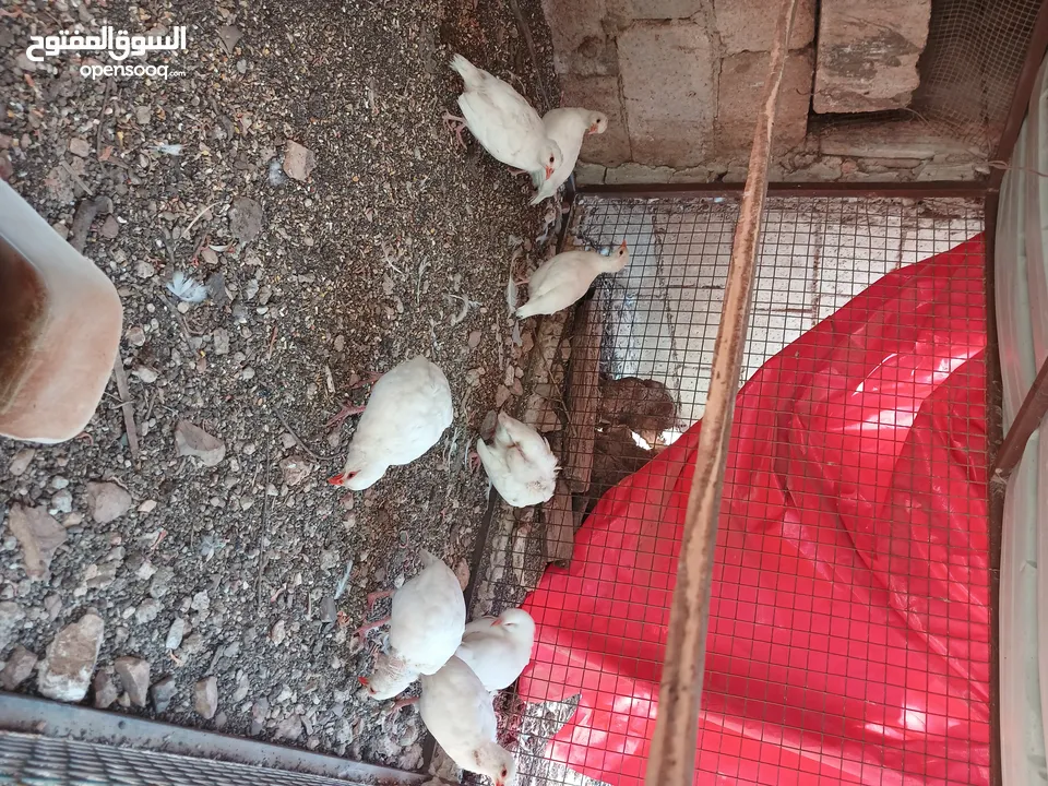 حجل ابيض شغال