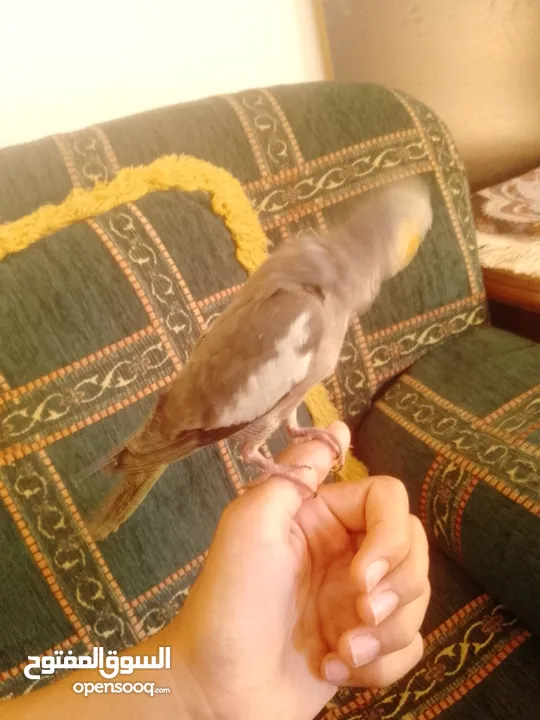 ببغاء كوكتيل اليف جدنننننن