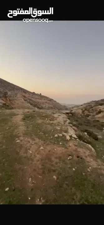 ارض للبيع بمدينه الخليل دورا