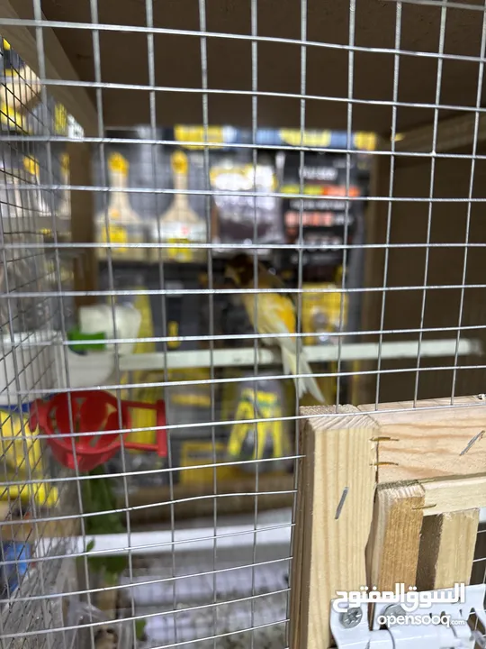 عصافير كنار وكوكتيل