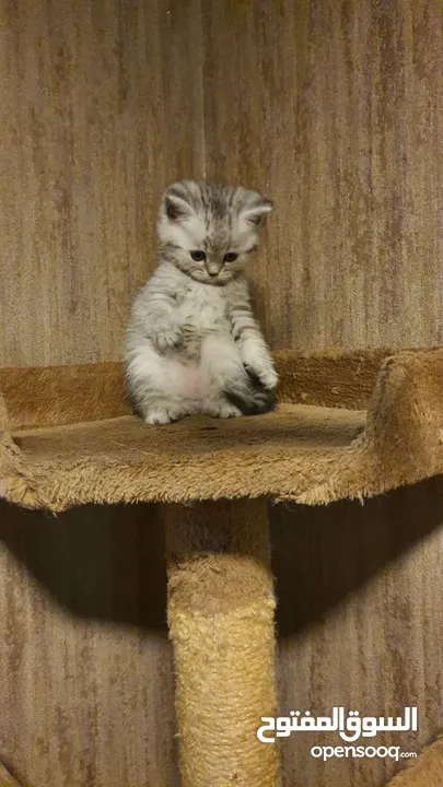 Scottish Fold & Scottish straight kittens