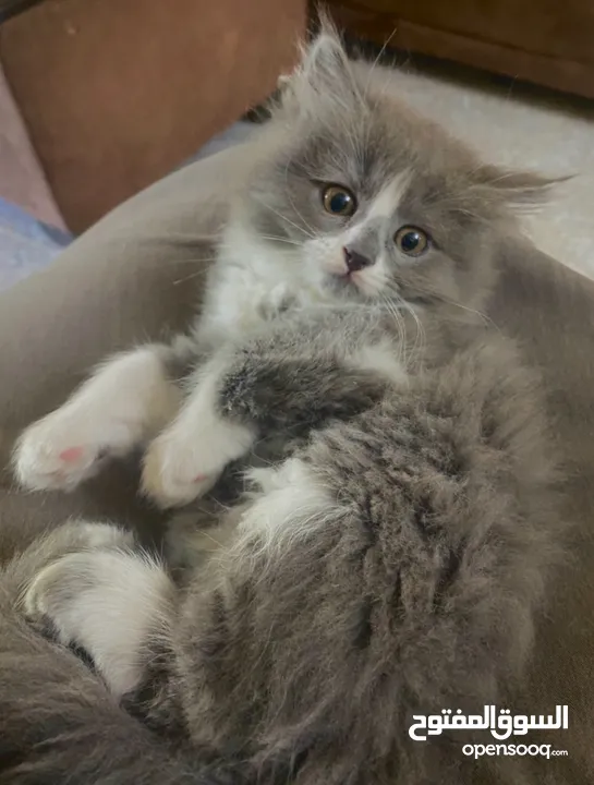 لونا النوع شيرازي هملايا انثى عمر شهرين