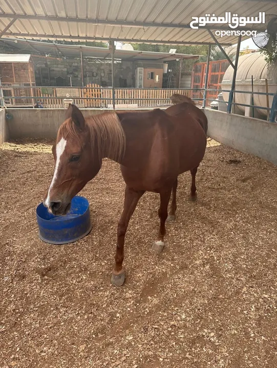 خيل عربيه للبيع