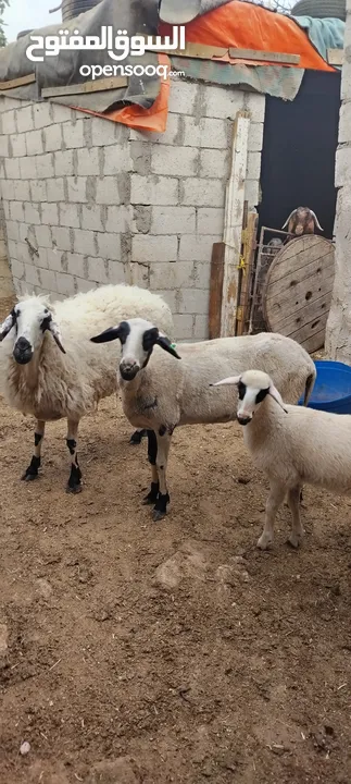 عنم قبرصي الاصلي
