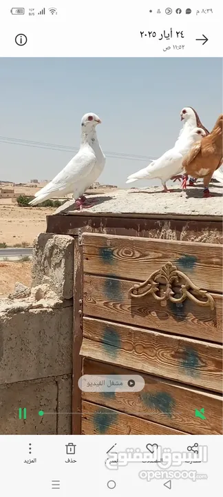حمام للبيع