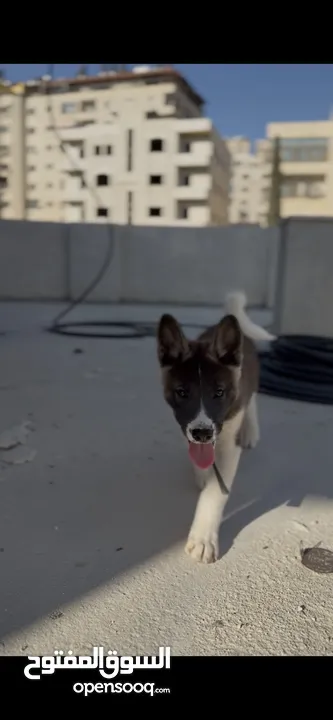 كلبة اكيتا امريكي عمر 80 يوم
