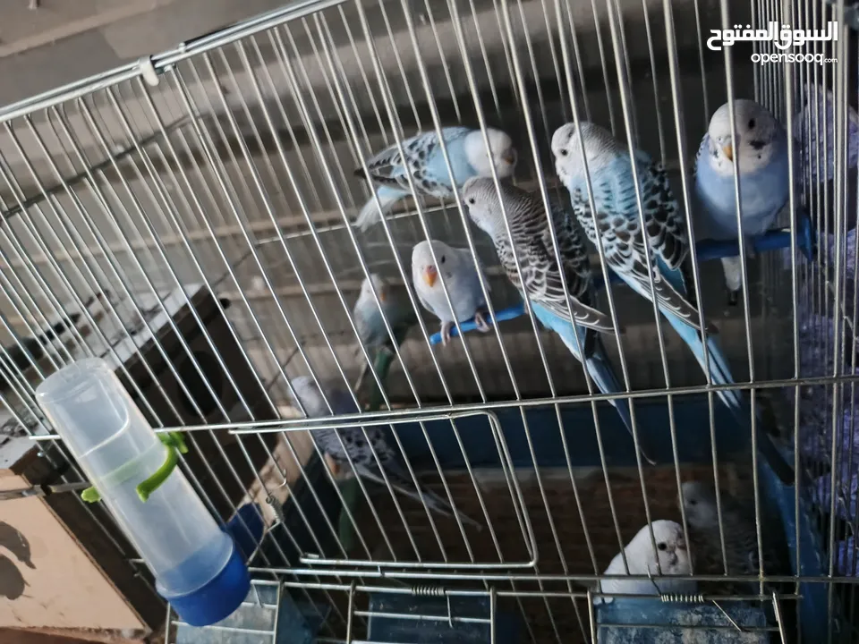 طيور حب بسعر منافس