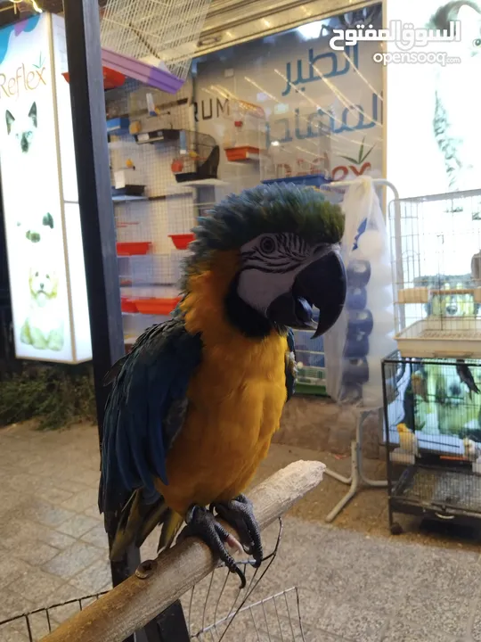 فراخ مكاوي ازرق