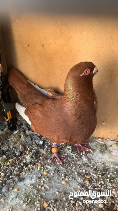 جواز و كش للبيع