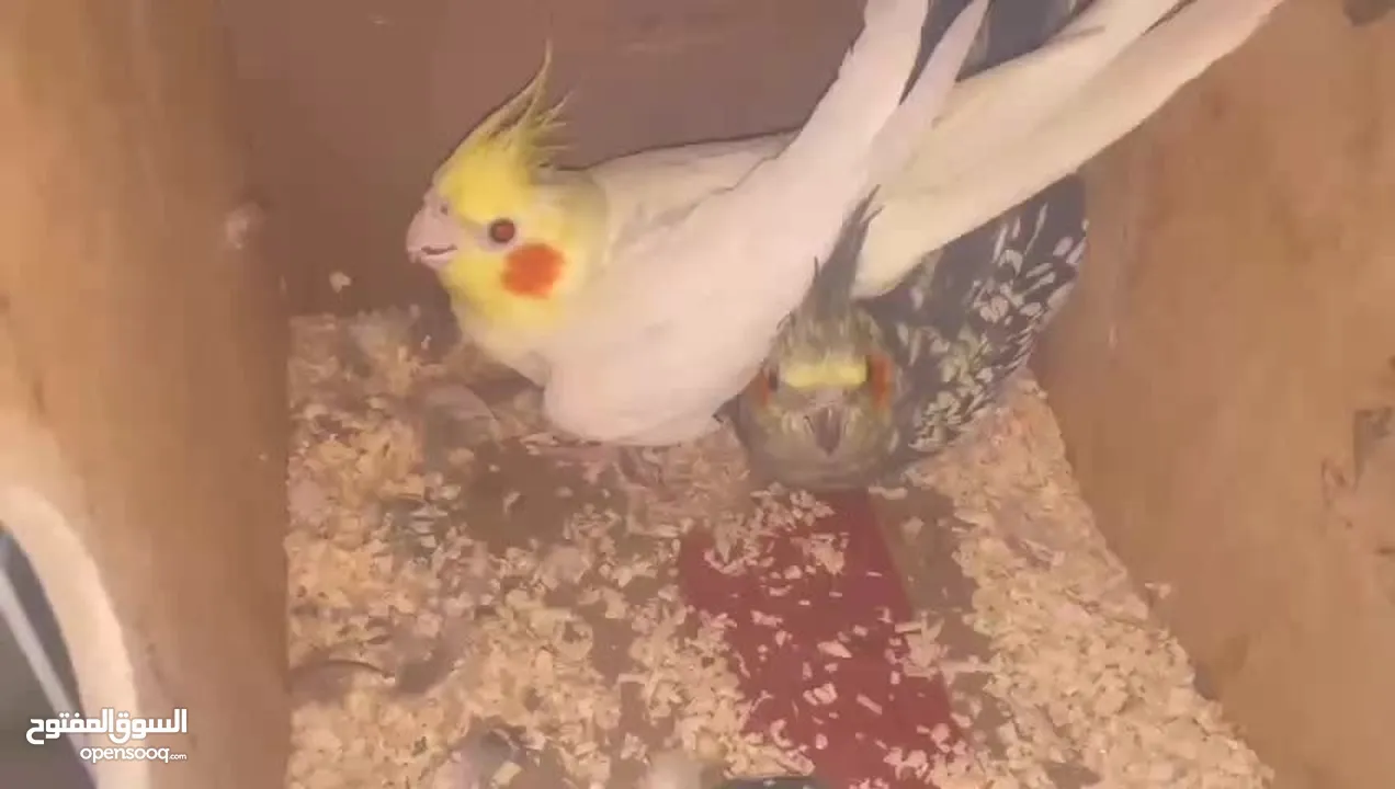جوز كوكتيل على وجه بيض اغلب وقتهم بلكوخ