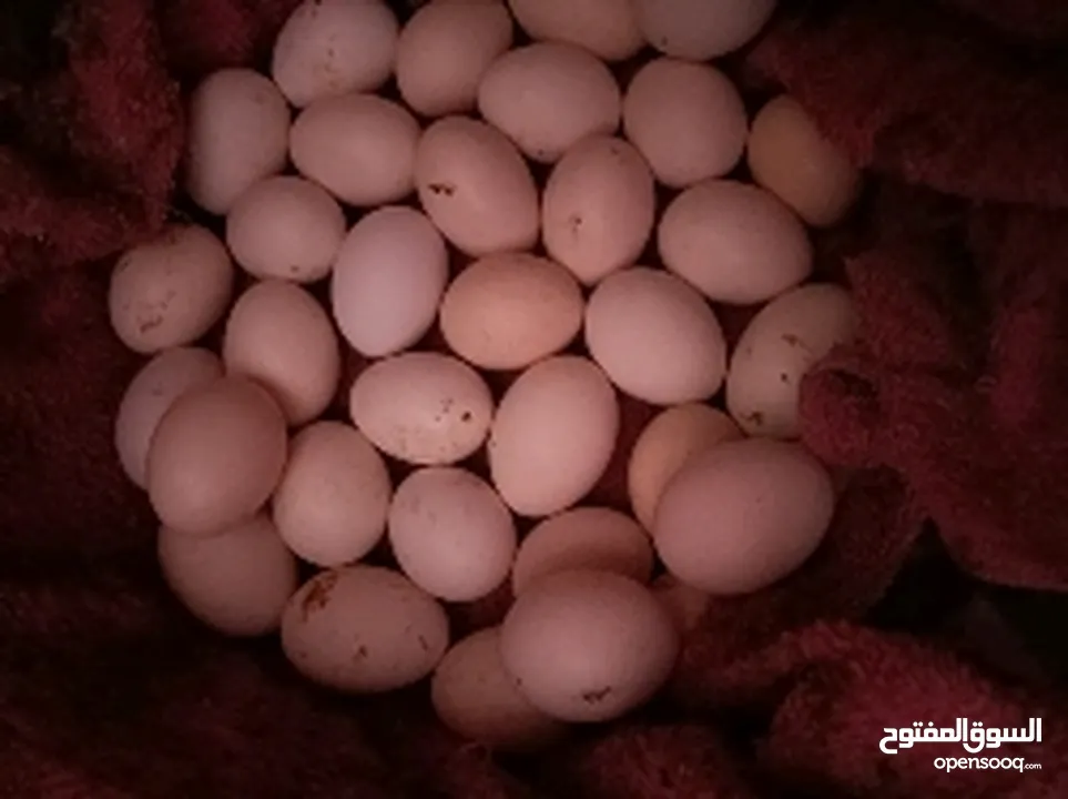 بيض فيومي مخصب