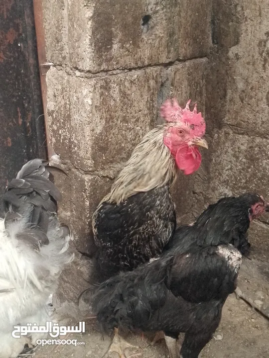ثلاث ديوك بلدي