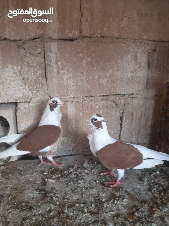 6 جواز شغالات للبيع اقراء الوصف قبل ماترن  كل جوز اله سعر؛او كوم ع 5 الجوز