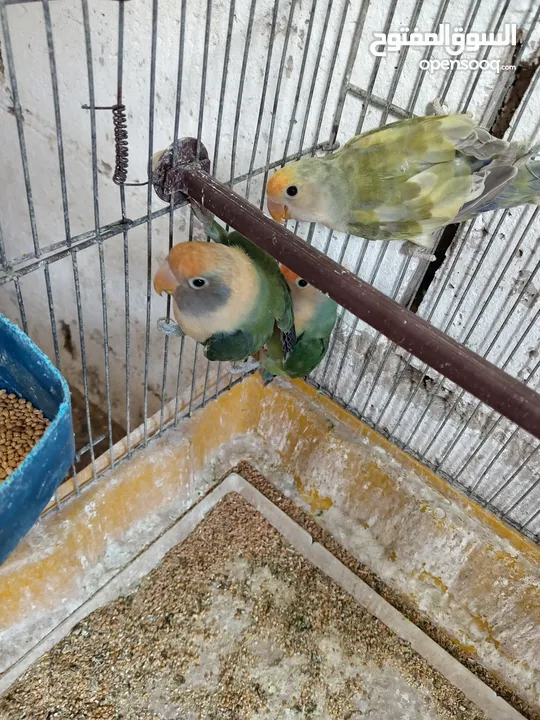 طور روز  ألوان بتجنن الله يبارك لصاحب النصيب. روز البينو عين حمرا. البينو بيور من انناحي