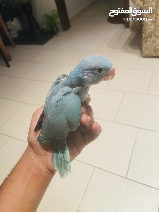 Baby Ring Neck Parrot For Sale