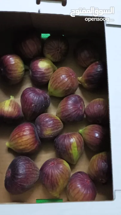 تين تركي براون Fig Fruit